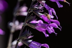 BI203810-DxO_DeepPRIME-XD3