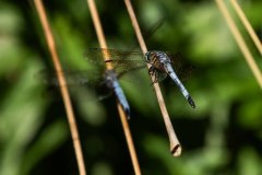 BI204041-DxO_DeepPRIME-XD3