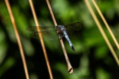 BI204047-DxO_DeepPRIME-XD3