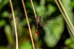BI204056-DxO_DeepPRIME-XD3