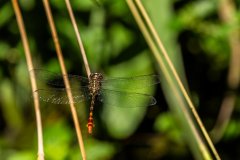 BI204082-DxO_DeepPRIME-XD3