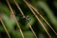 BI204137-DxO_DeepPRIME-XD3