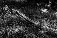 BI204212-DxO_DeepPRIME-XD3